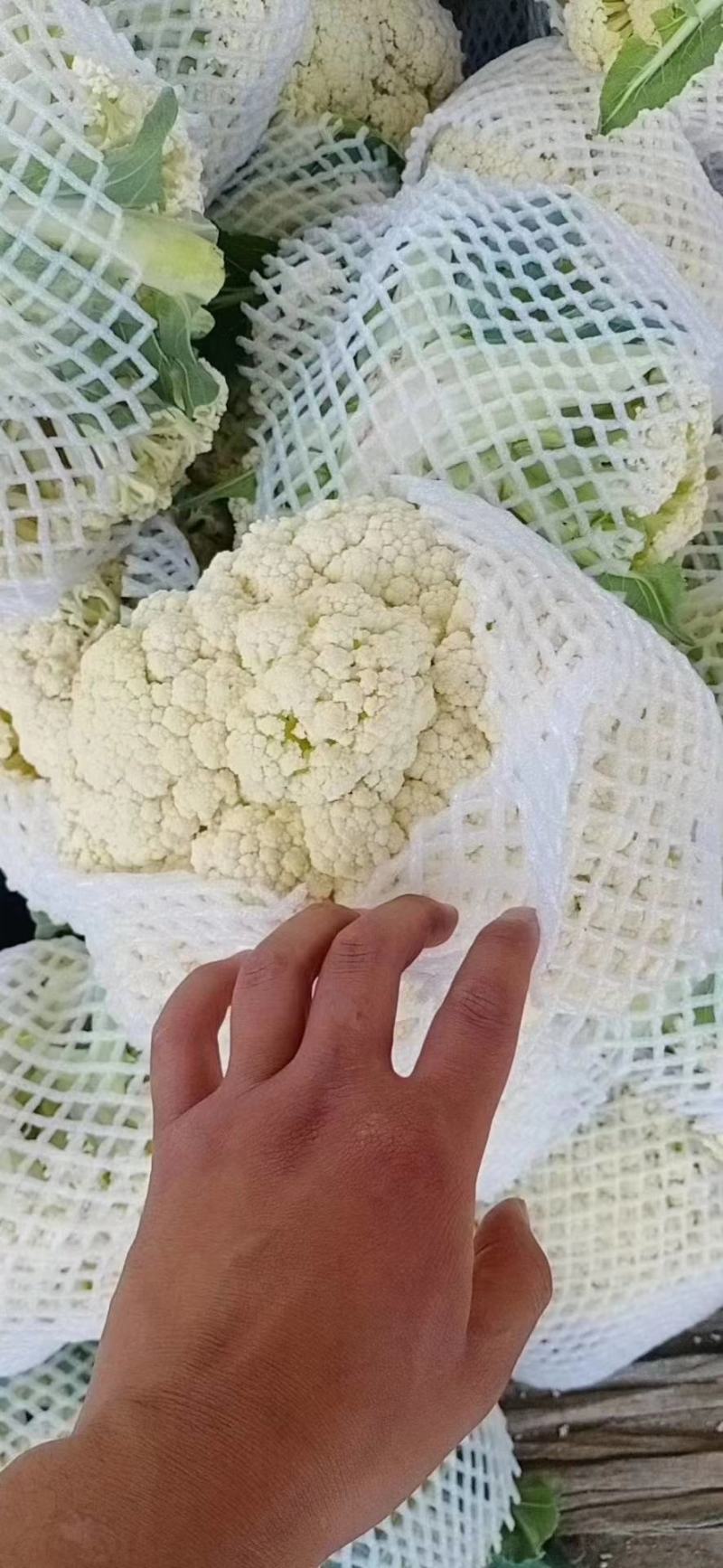 【实力商家】菜花松花有机花散花白面青梗小米粒