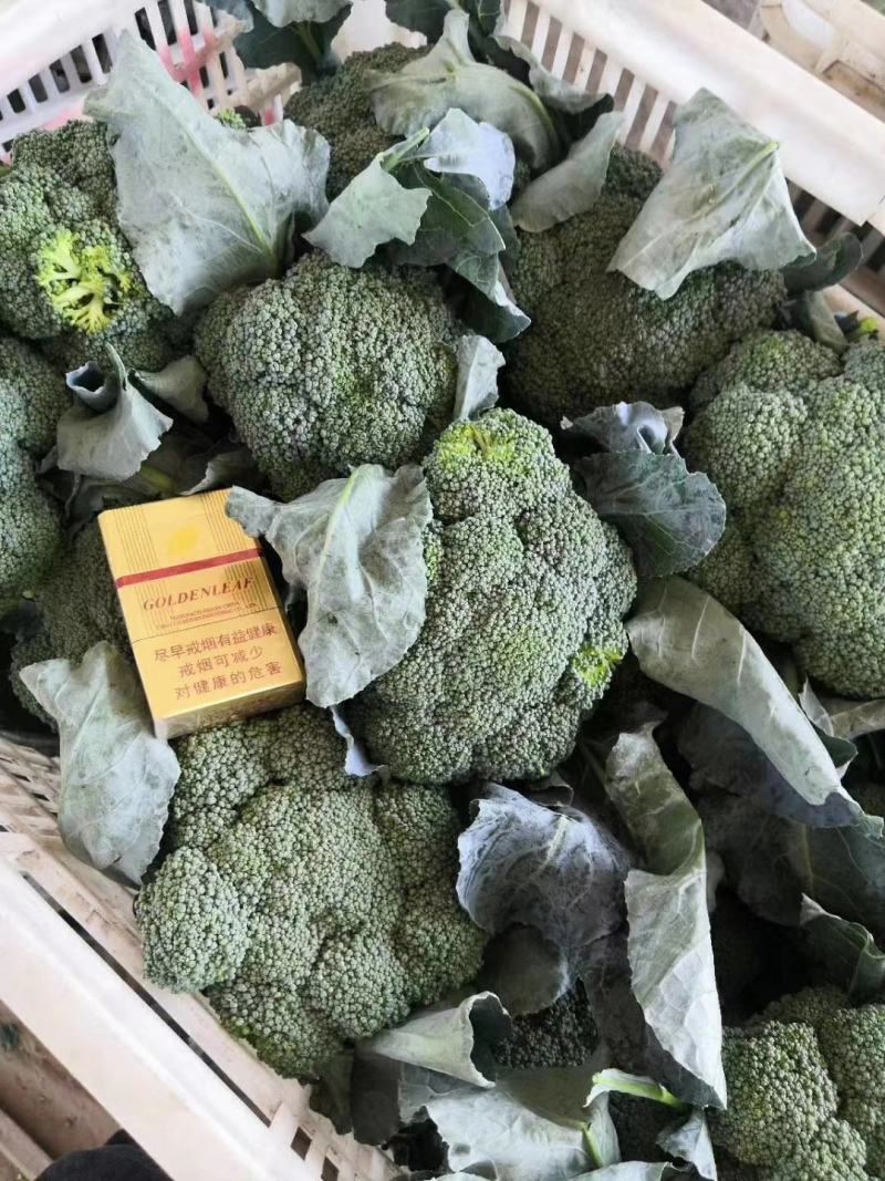 【推荐】西蓝花兰花河南西蓝花量大质优商超直供