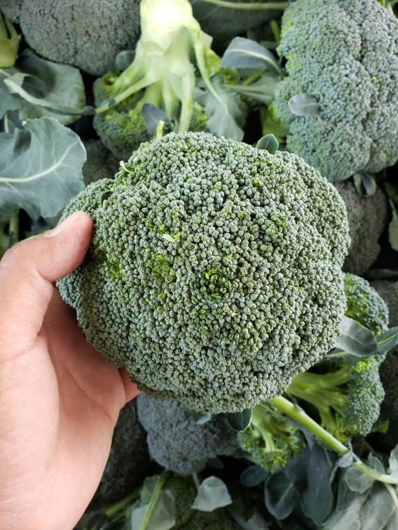 【推荐】西蓝花兰花河南西蓝花量大质优商超直供
