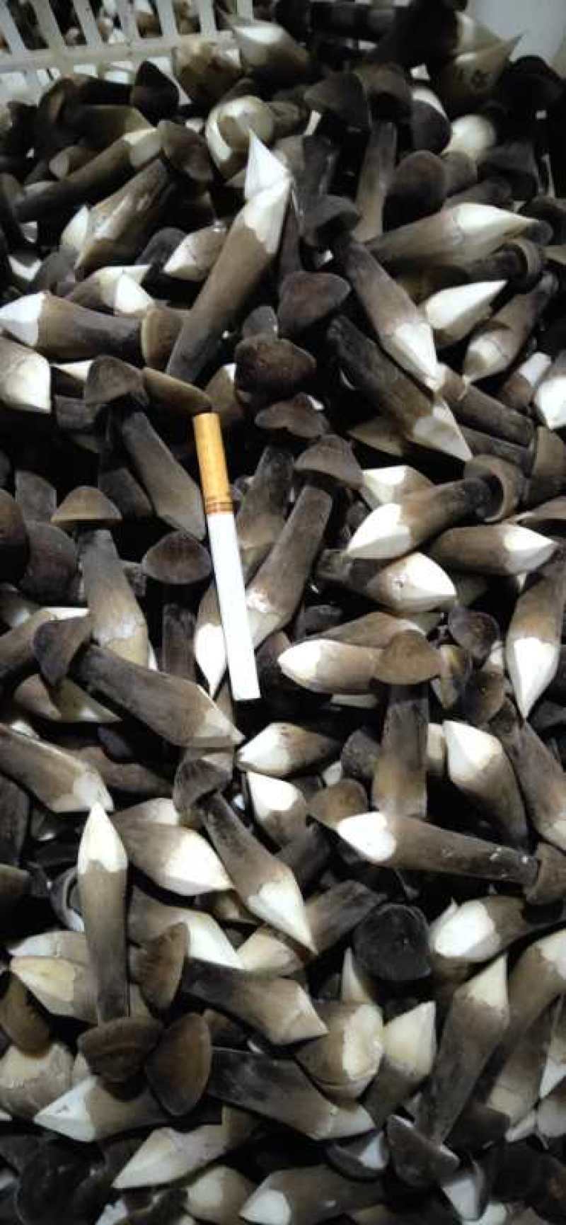天南地北货，无东问西发---黑皮鸡枞菌，基地直发，