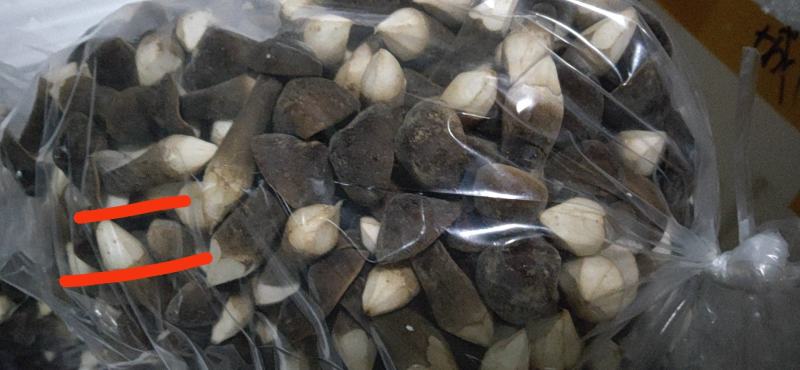 天南地北货，无东问西发---黑皮鸡枞菌，基地直发，