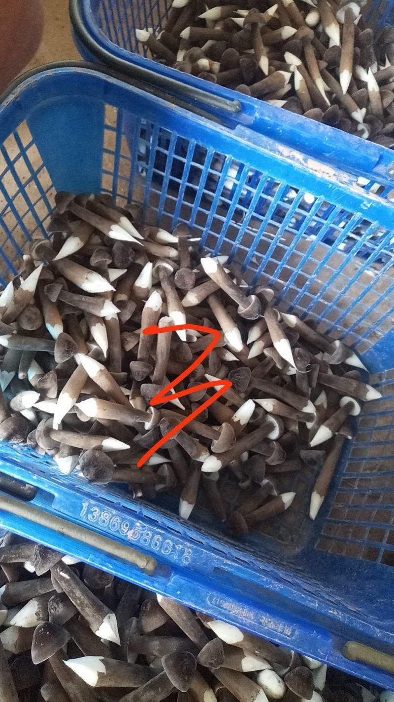 天南地北货，无东问西发---黑皮鸡枞菌，基地直发，