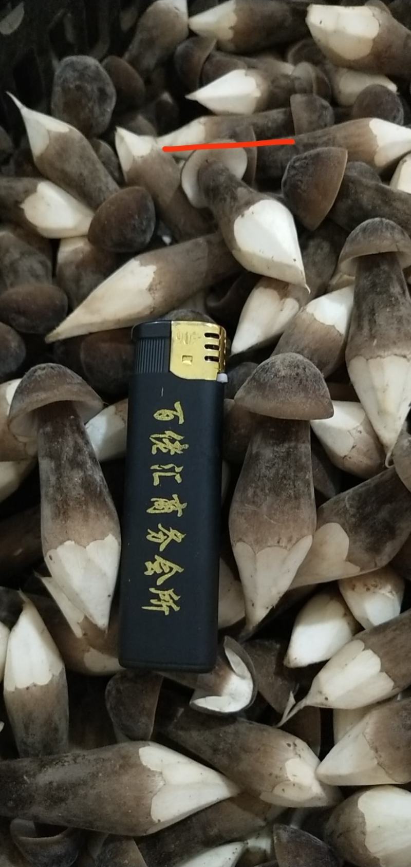 天南地北货，无东问西发---黑皮鸡枞菌，基地直发，