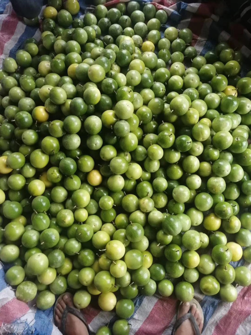 云南芭乐味黄金百香果批发各大商超精品供货包运费上门