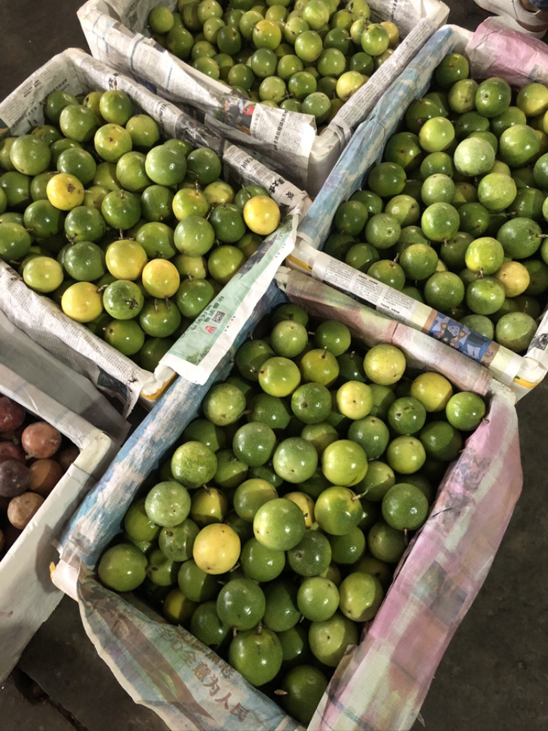 云南芭乐味黄金百香果批发各大商超精品供货包运费上门