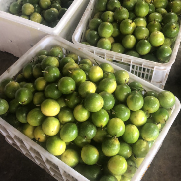 云南芭乐味黄金百香果批发各大商超精品供货包运费上门