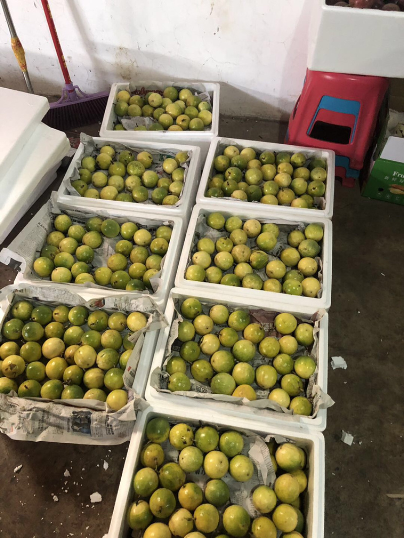 云南芭乐味黄金百香果批发各大商超精品供货包运费上门