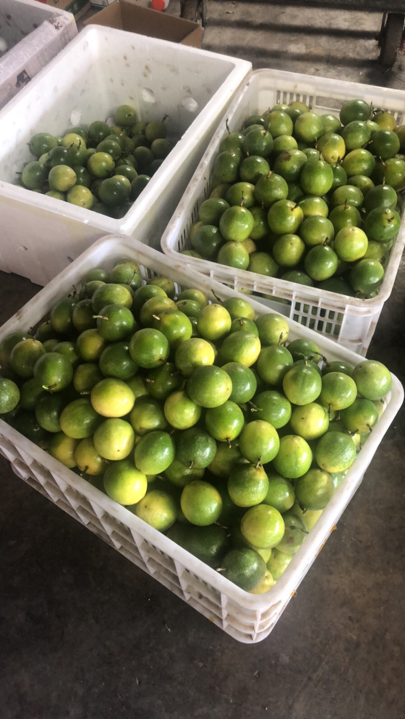 云南芭乐味黄金百香果批发各大商超精品供货包运费上门