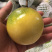 云南芭乐味黄金百香果批发各大商超精品供货包运费上门