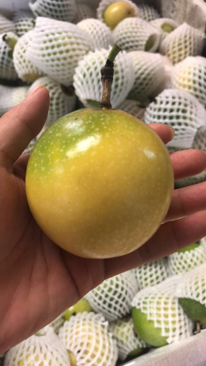 云南芭乐味黄金百香果批发各大商超精品供货包运费上门