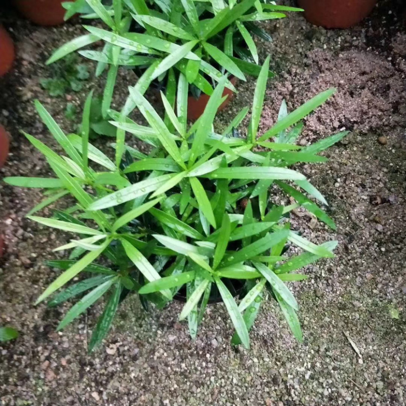 精品翠云草（龙须草）一手货源全国批发质量保证一件起批