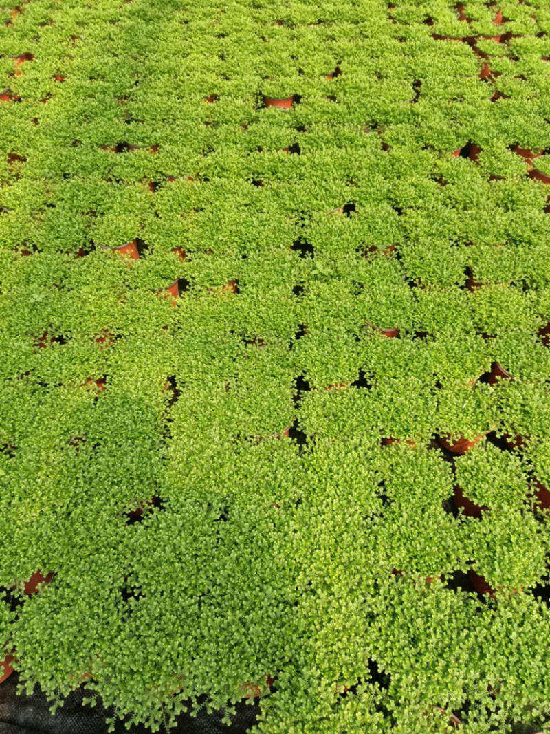 精品翠云草（龙须草）一手货源全国批发质量保证一件起批