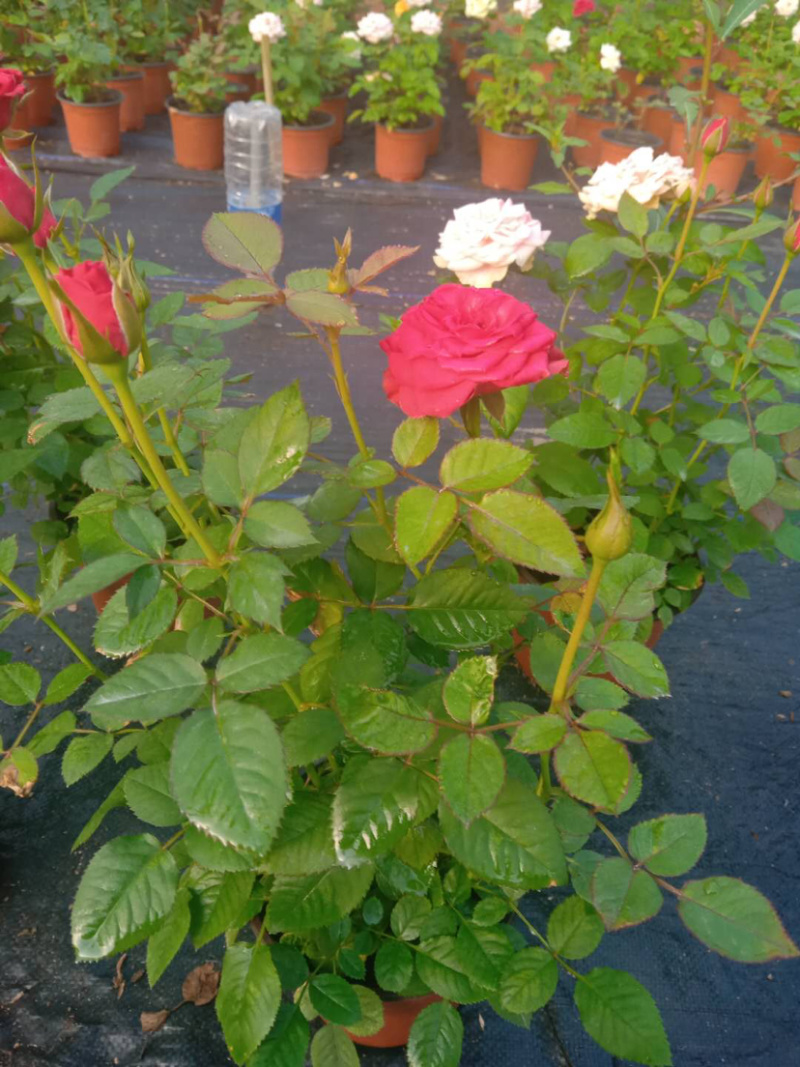 月季欧月特价带花发货花色颜色随机货源充足