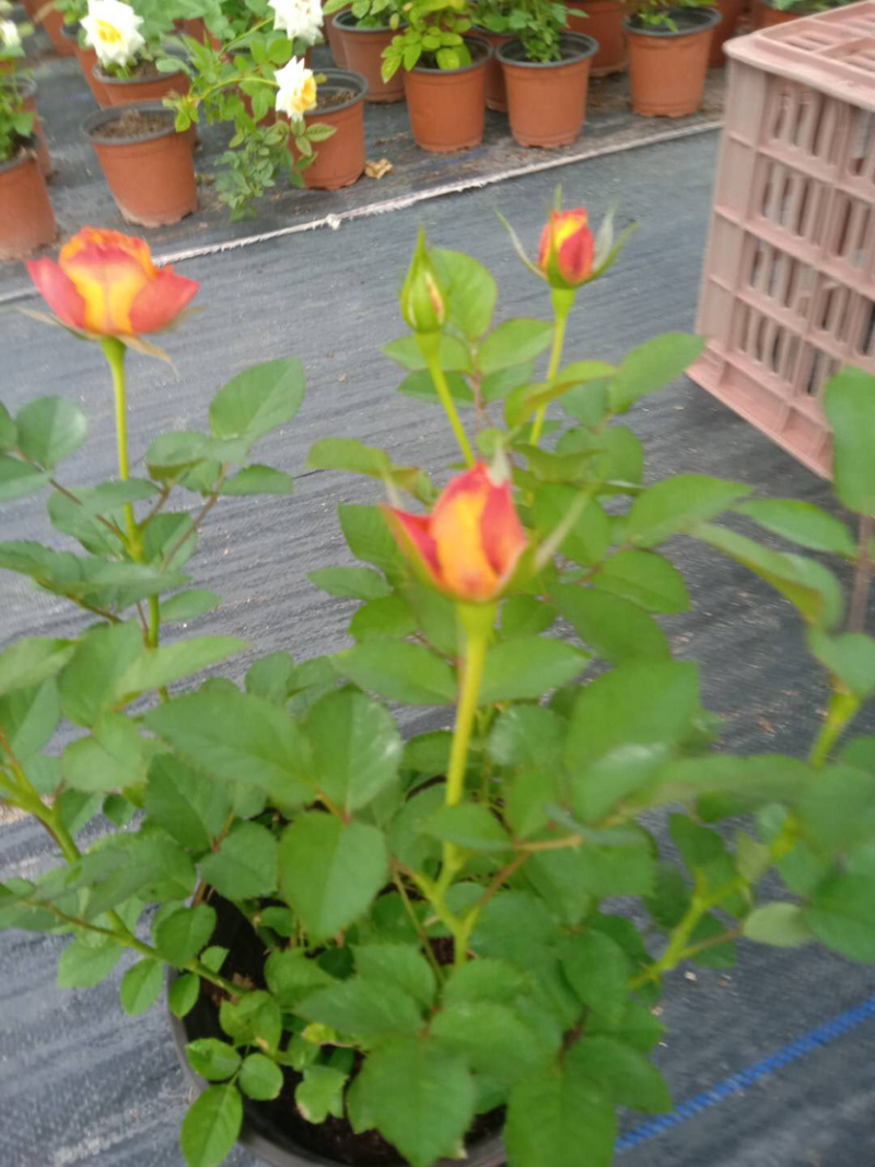 月季欧月特价带花发货花色颜色随机货源充足