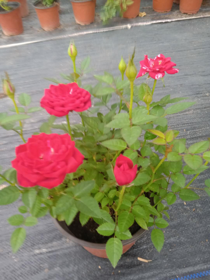 月季欧月特价带花发货花色颜色随机货源充足
