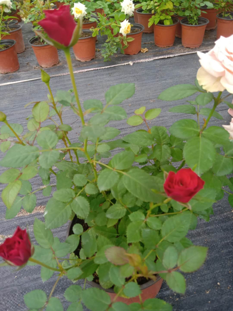 月季欧月特价带花发货花色颜色随机货源充足