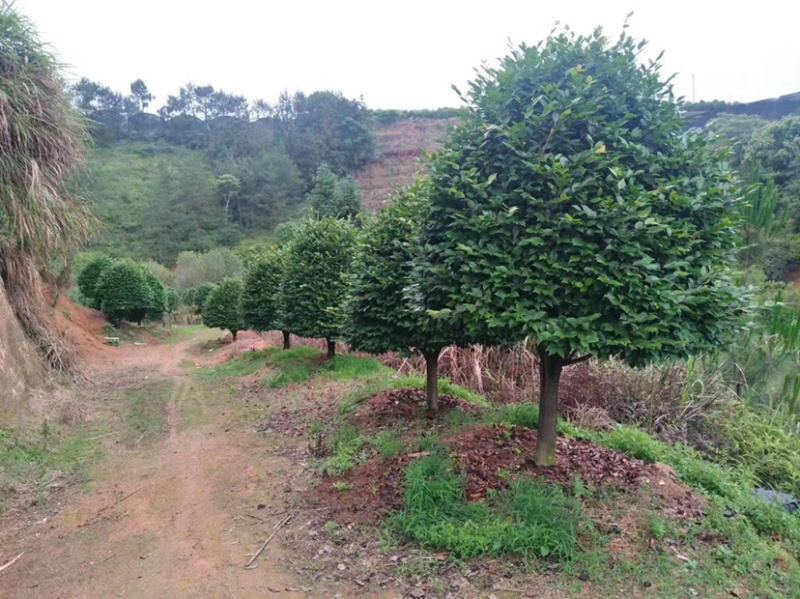 大茶花占地大茶花全国发货可正常发货