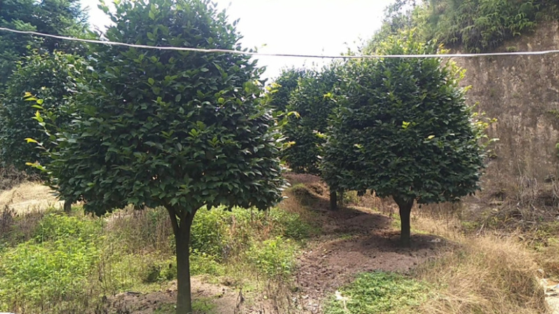 大茶花占地大茶花全国发货可正常发货