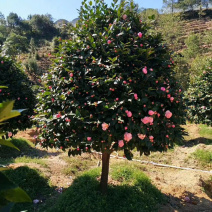 大茶花占地大茶花全国发货可正常发货