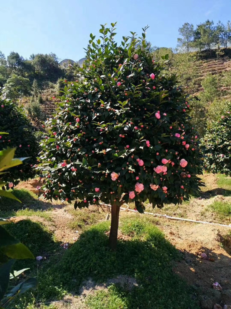 大茶花占地大茶花全国发货可正常发货