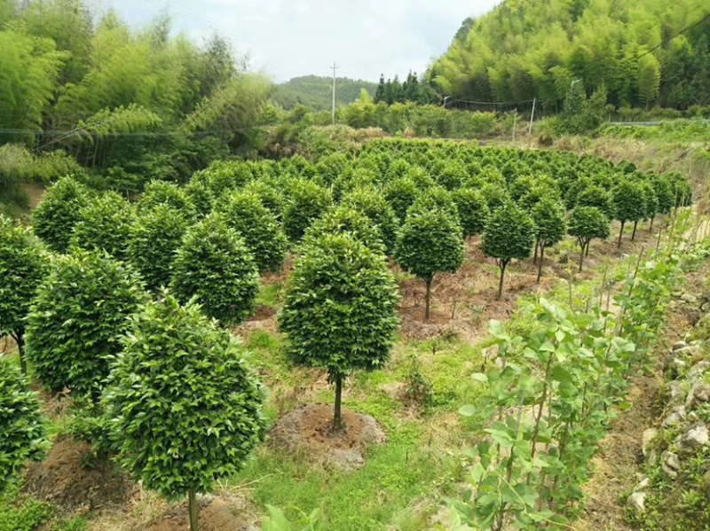 大茶花占地大茶花全国发货可正常发货
