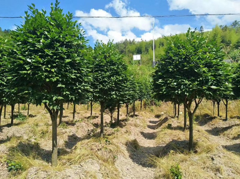 大茶花占地大茶花全国发货可正常发货