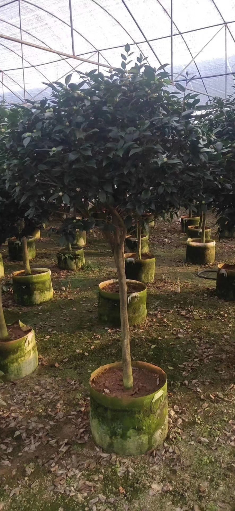 大茶花占地大茶花全国发货可正常发货