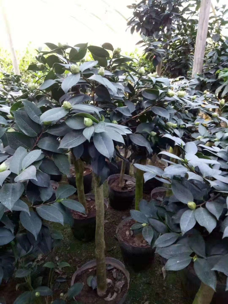 大茶花占地大茶花全国发货可正常发货