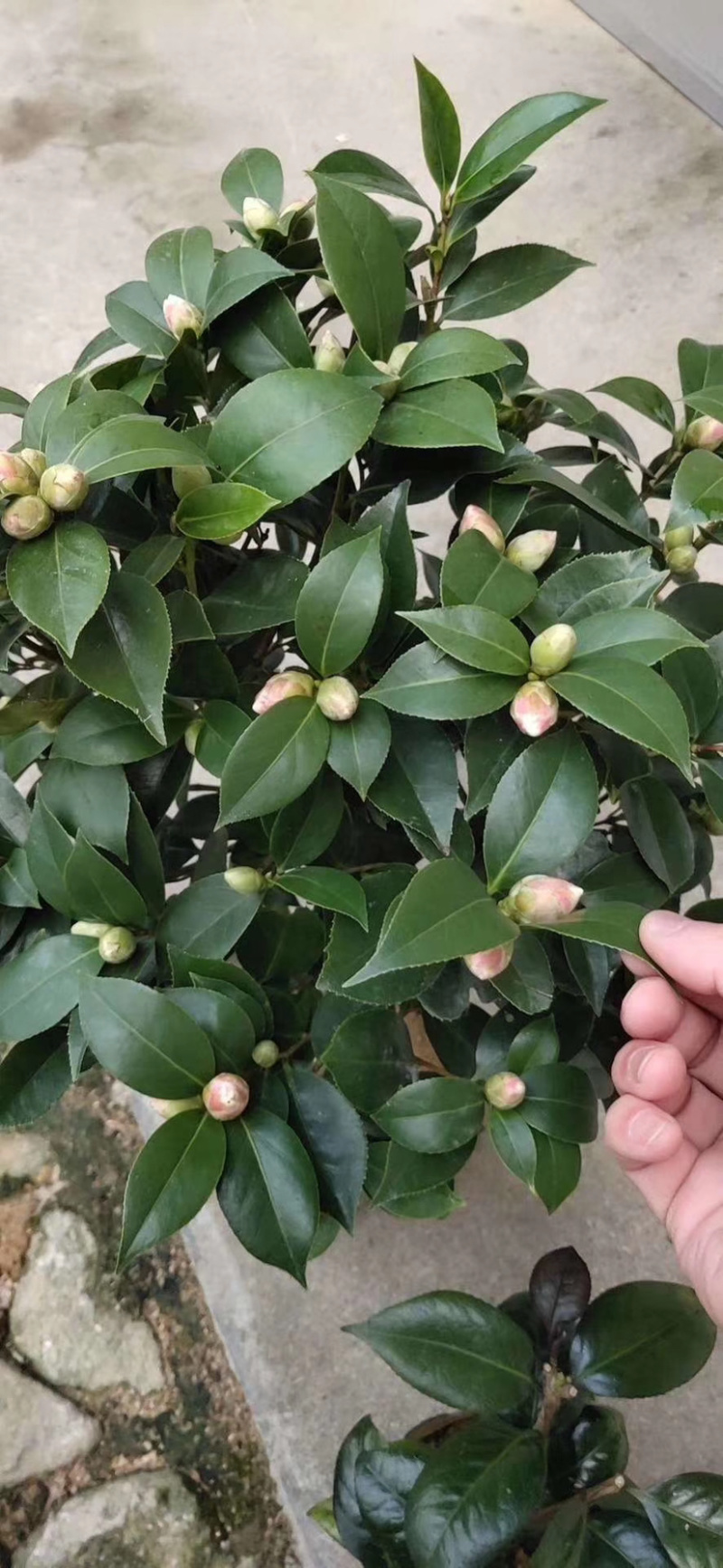 大茶花占地大茶花全国发货可正常发货