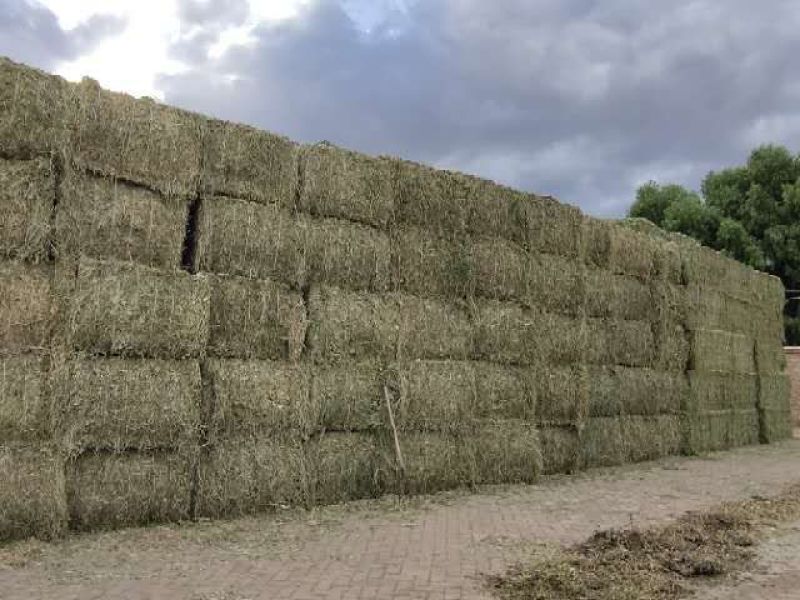 甘肃苜蓿草价格便宜苜蓿草种植基地苜蓿草批发苜蓿草大捆