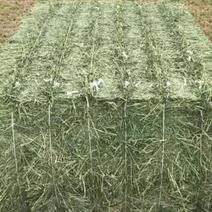 甘肃苜蓿草价格便宜苜蓿草种植基地苜蓿草批发苜蓿草大捆