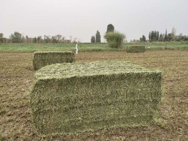 甘肃苜蓿草价格便宜苜蓿草种植基地苜蓿草批发苜蓿草大捆