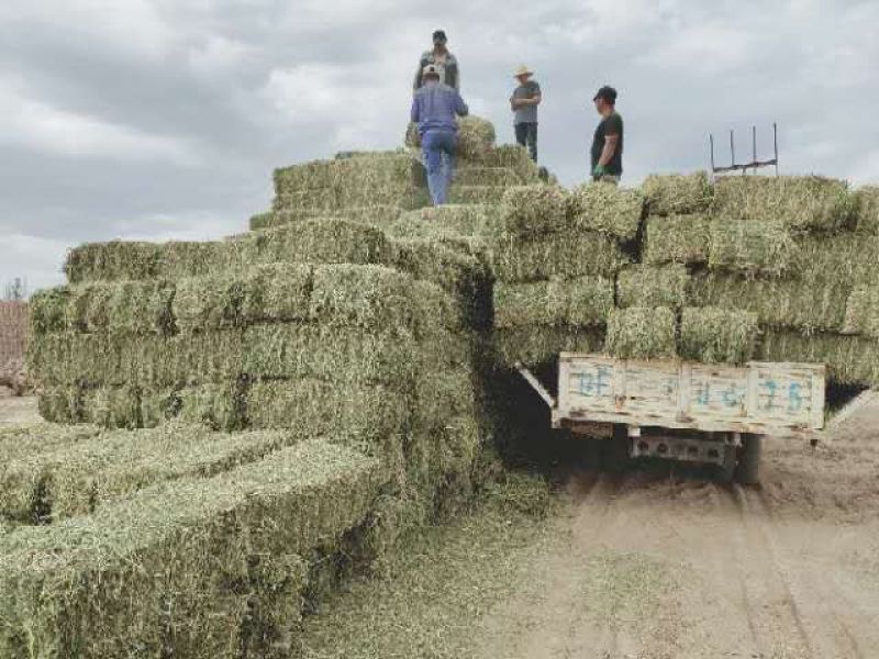 甘肃苜蓿草价格便宜苜蓿草种植基地苜蓿草批发苜蓿草大捆