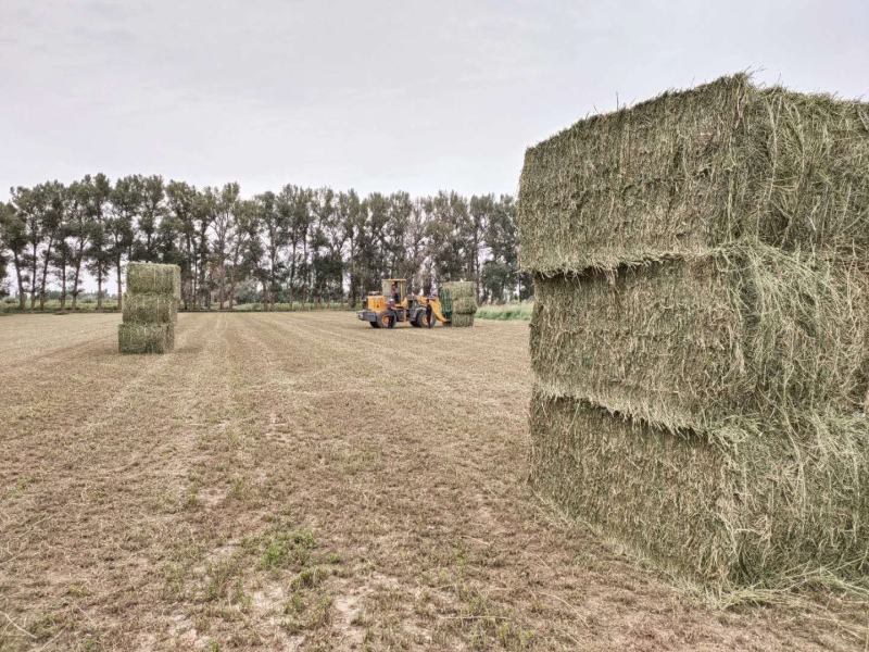 甘肃苜蓿草价格便宜苜蓿草种植基地苜蓿草批发苜蓿草大捆