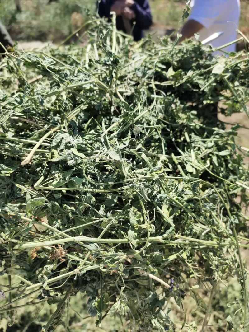 甘肃苜蓿草价格便宜苜蓿草种植基地苜蓿草批发苜蓿草大捆