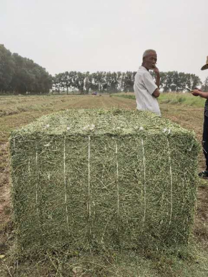 甘肃苜蓿草价格便宜苜蓿草种植基地苜蓿草批发苜蓿草大捆