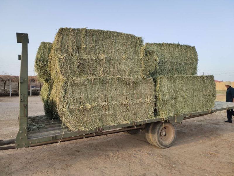 甘肃苜蓿草价格便宜苜蓿草种植基地苜蓿草批发苜蓿草大捆