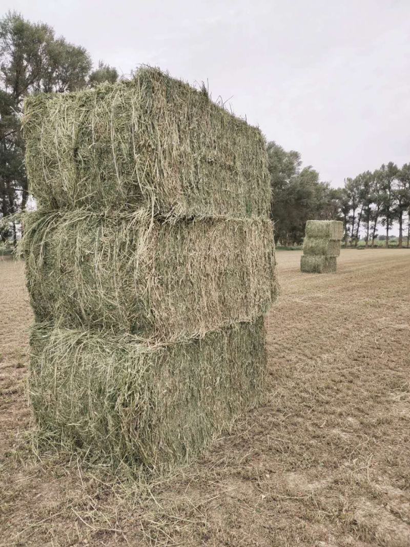 甘肃苜蓿草价格便宜苜蓿草种植基地苜蓿草批发苜蓿草大捆