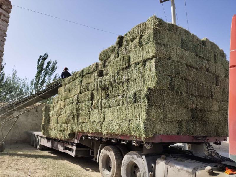 甘肃苜蓿草价格便宜苜蓿草种植基地苜蓿草批发苜蓿草大捆