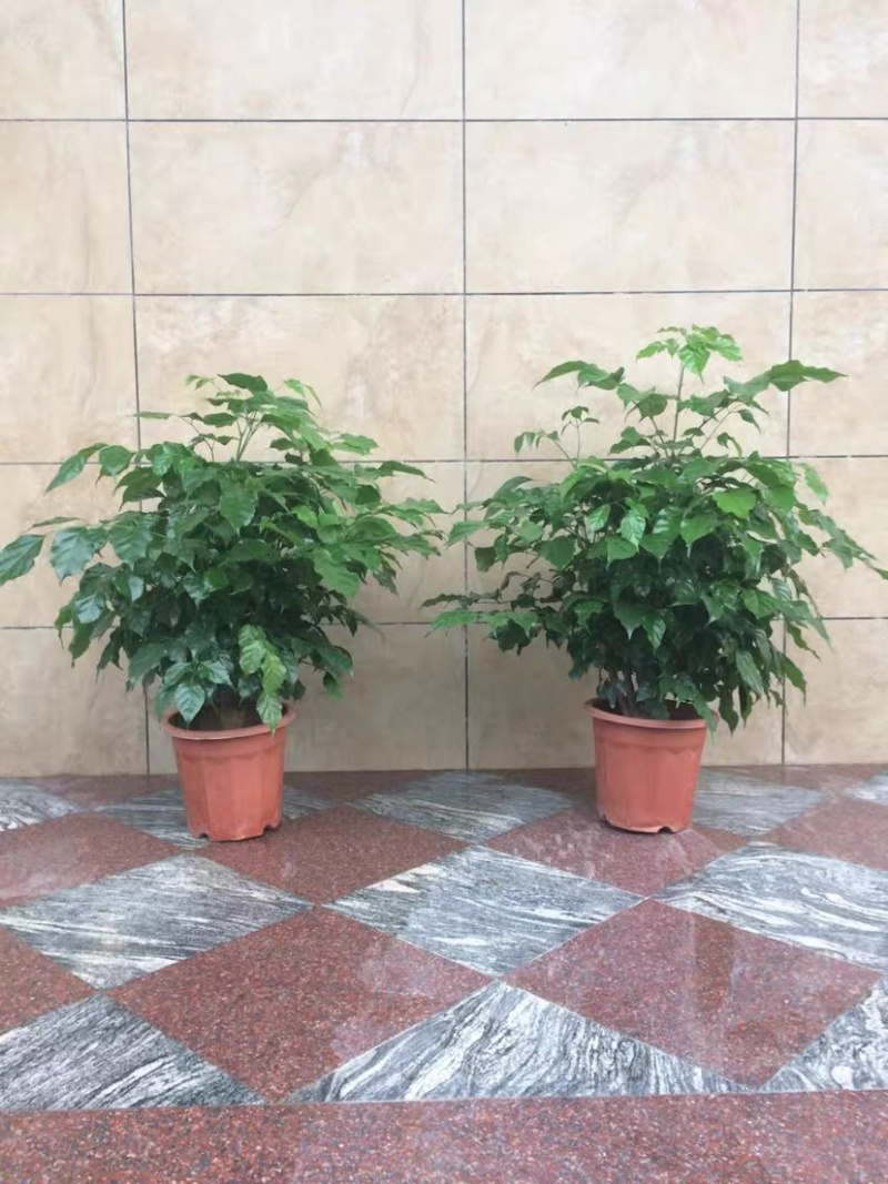 精品幸福树盆栽又名（绿宝树）货源保证一件起批