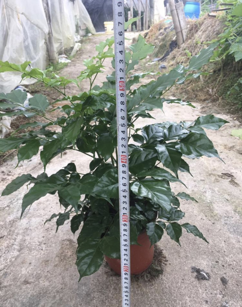 精品幸福树盆栽又名（绿宝树）货源保证一件起批