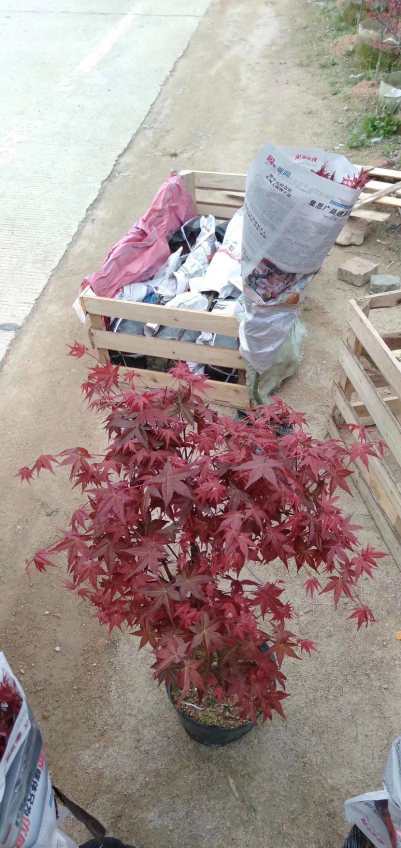 红枫造型枫树庭院别野绿化工程