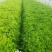 刘姓塘泥蒿去叶去老梗一直供应到6月份每天下午四点发中通