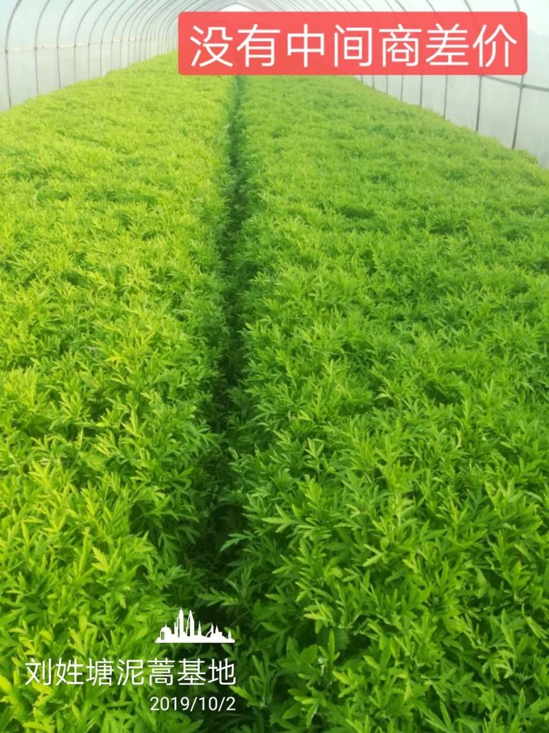 刘姓塘泥蒿去叶去老梗一直供应到6月份每天下午四点发中通