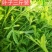 刘姓塘泥蒿去叶去老梗一直供应到6月份每天下午四点发中通