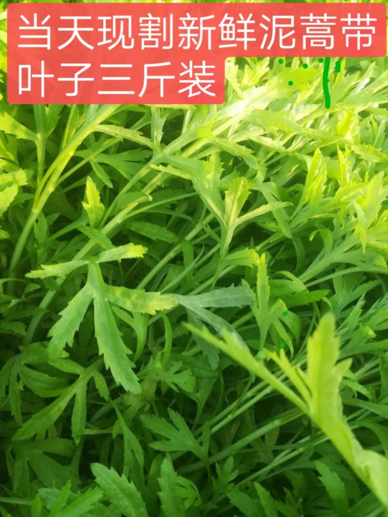 刘姓塘泥蒿去叶去老梗一直供应到6月份每天下午四点发中通