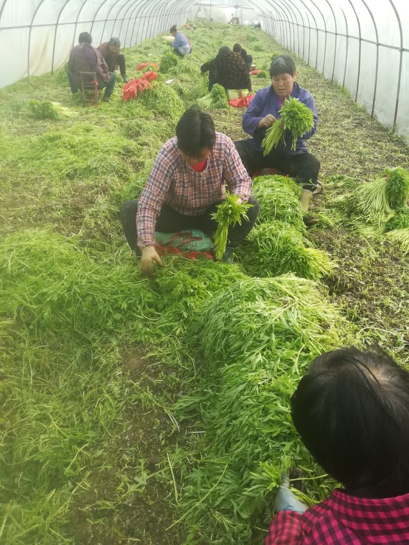 刘姓塘泥蒿去叶去老梗一直供应到6月份每天下午四点发中通