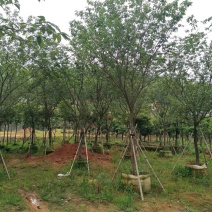 精品樱花别野庭院种植质量保证一手货源整车起批