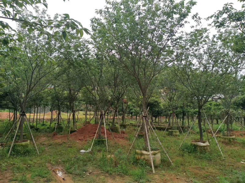 精品樱花别野庭院种植质量保证一手货源整车起批