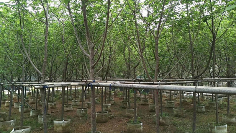 精品樱花别野庭院种植质量保证一手货源整车起批
